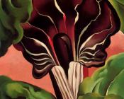 乔治亚 奥基夫 : Jack in the Pulpit II